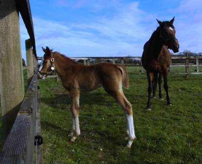 2020 Filly by Frankel